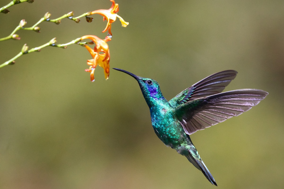 Hummingbird visiting the viewing balcony at Inn the Sky Retreat